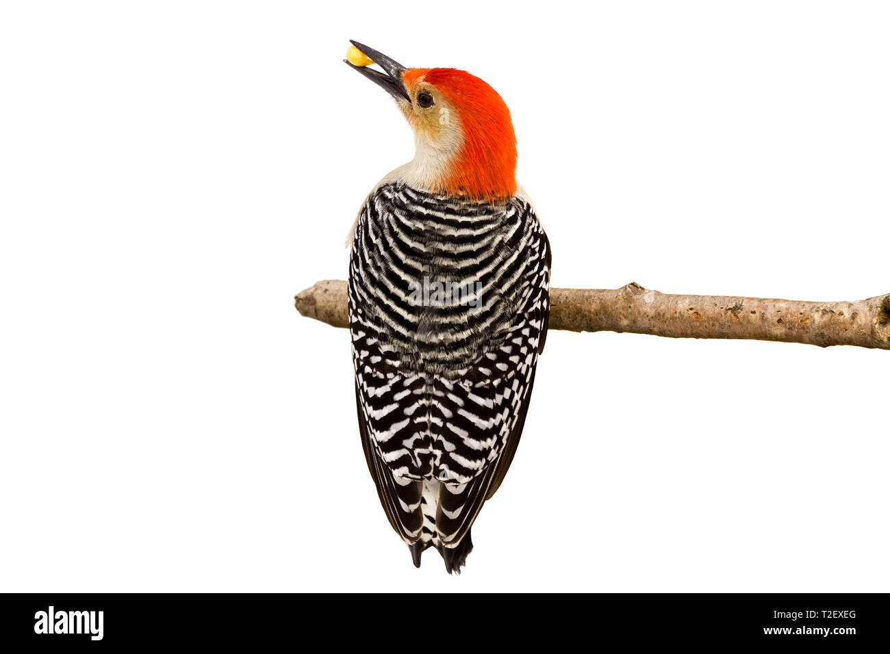Red-bellied Woodpecker hält einen Kernel von Mais im Schnabel, vollständige Ansicht der gestreifte schwarze und weiße Federn und ein Profil Ihrer roten Kopf Holding ein p Stockfoto