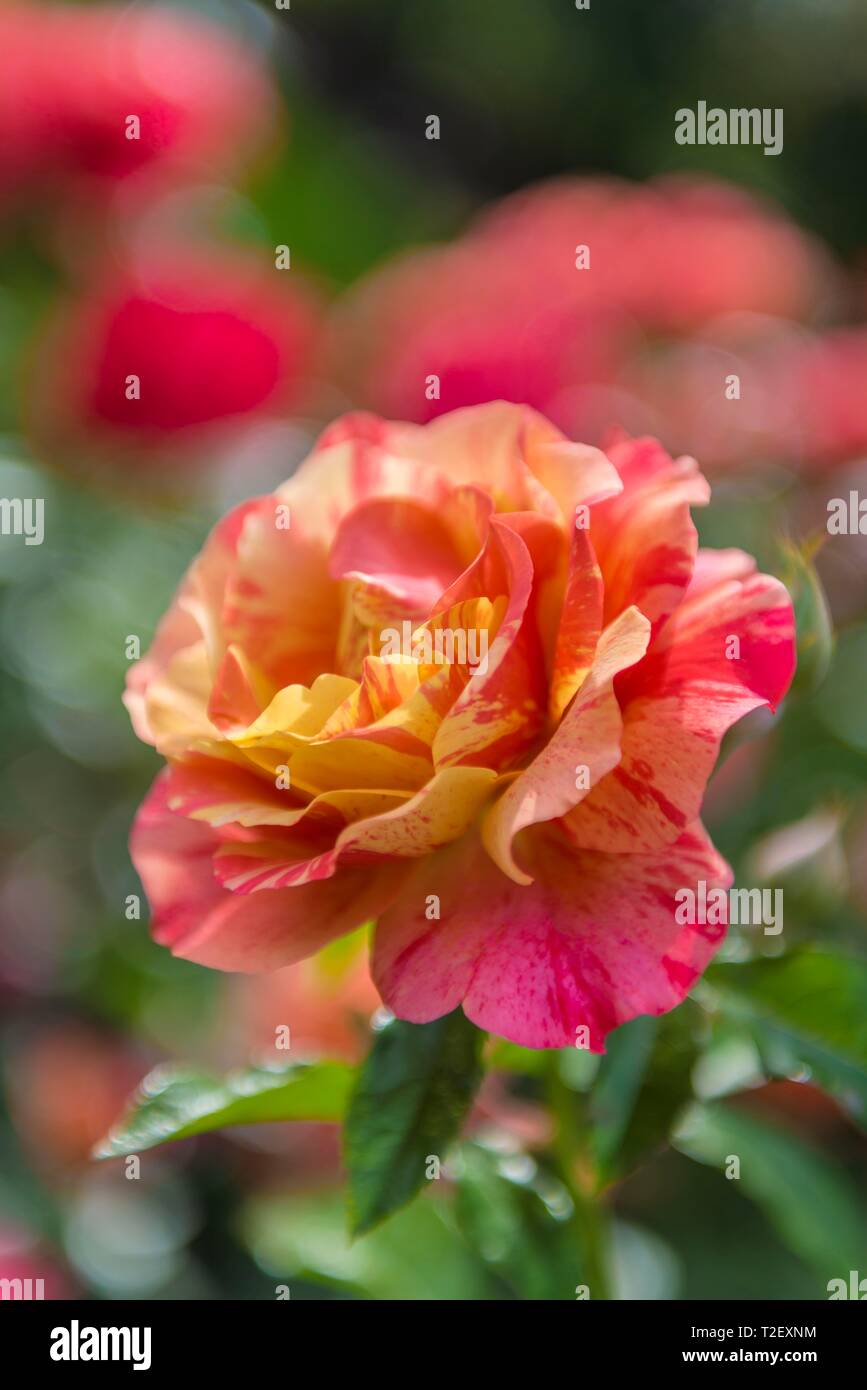 Red Rose (Rosa), International Rose Test Garden, Portland, Oregon, USA Stockfoto