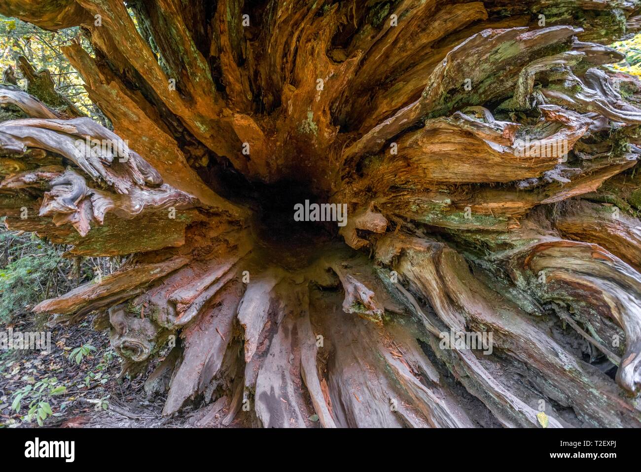 Wurzeln eines gefallenen Western Red Cedar (Thuja gigantea) in einem Wald,  Hain des Patriarchen Trail, Mount Rainier National Park, Washington, USA  Stockfotografie - Alamy