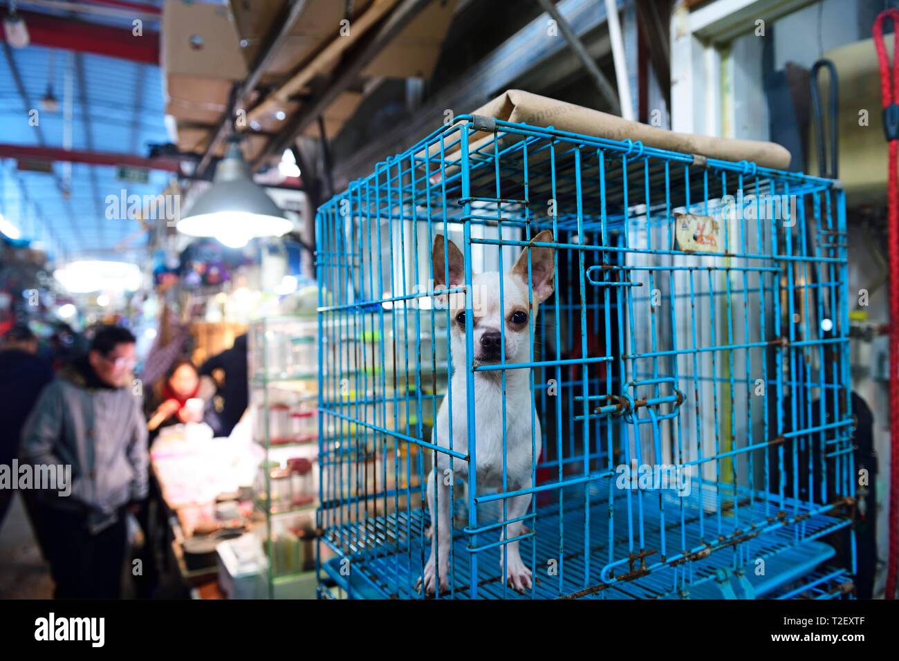 Kleiner Hund, Pinscher im Käfig eines Händlers, Tiermarkt auf Süden Xizang  Road, laoximen District, Shanghai, China Stockfotografie - Alamy