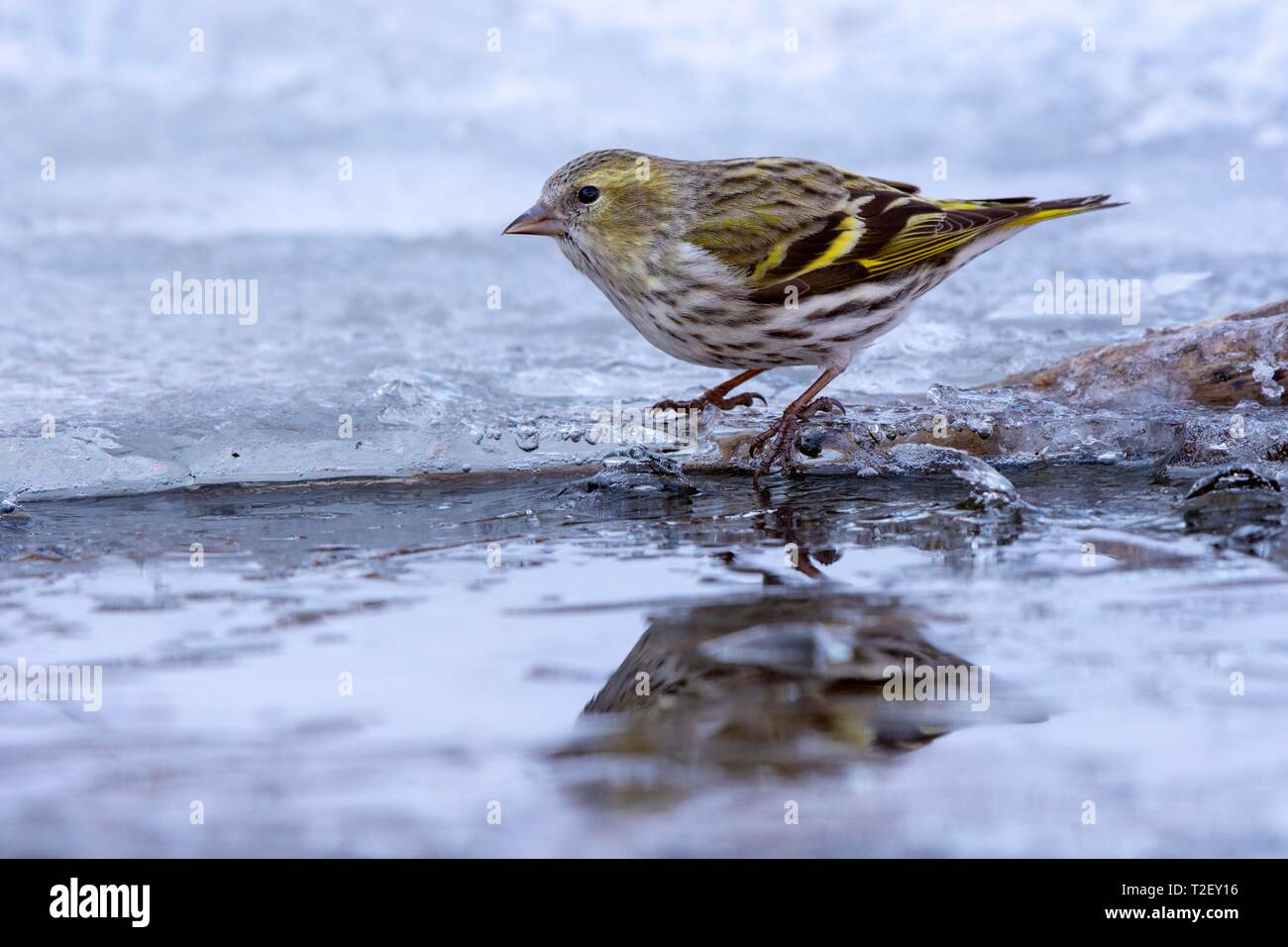 Eurasian siskin (Carduelis spinus), weiblich, Getränke Wasser auf gefrorenem Wasser-basierte Farben, Österreich Stockfoto