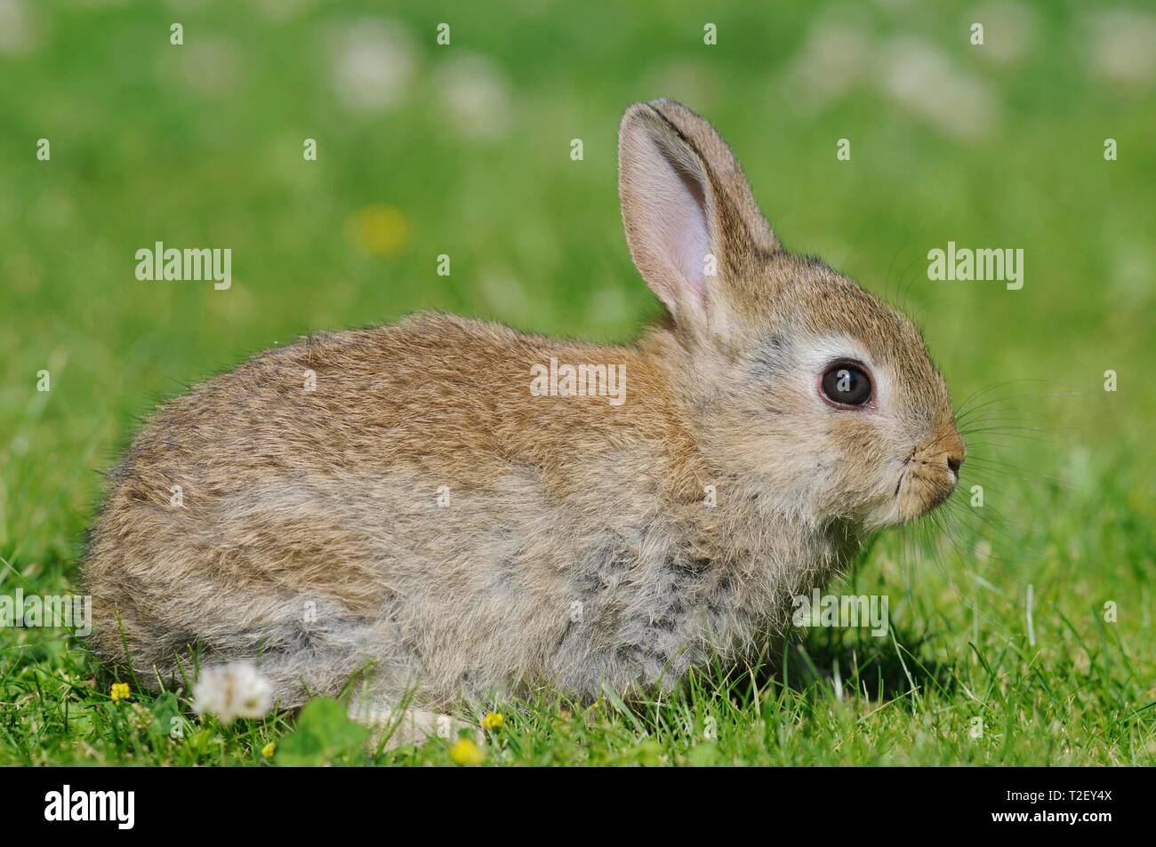 Zwergkaninchen, kurzhaarig, wilde Farbige, sitzt in der Wiese, Österreich Stockfoto