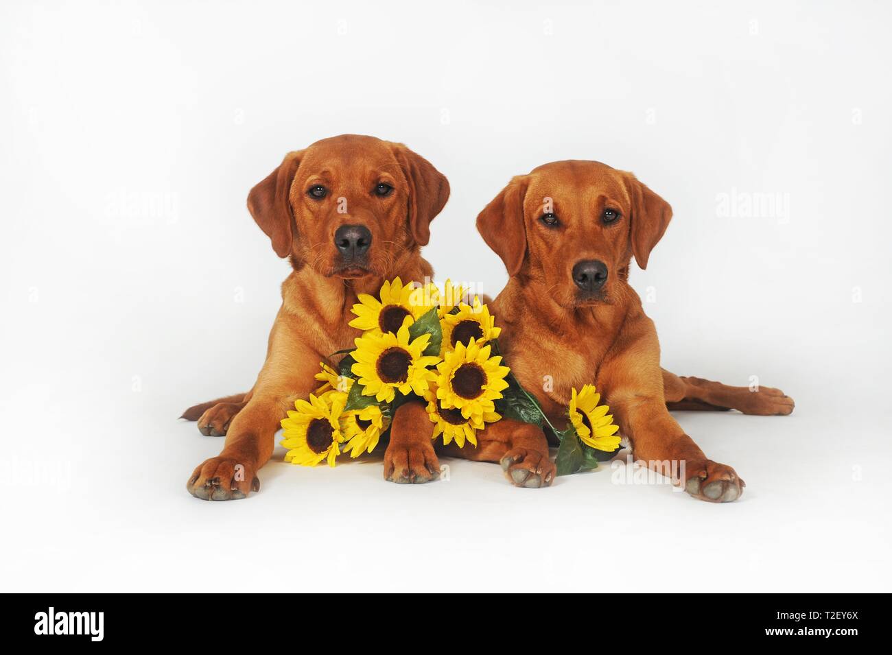 Labrador Retriever, Gelb, junge Hunde nebeneinander liegend mit Sonnenblumen, Österreich Stockfoto