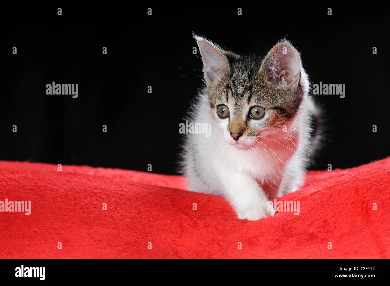 Kleine Katze, getigert mit Weiss, 7 Wochen, auf roter Decke, Österreich Stockfoto