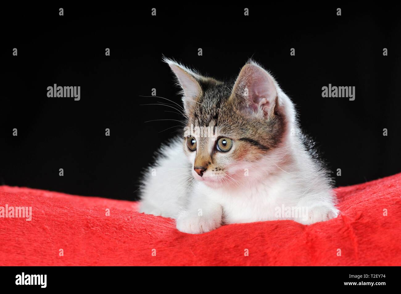 Kleine Katze, getigert mit Weiss, 7 Wochen, liegen auf roter Decke, Österreich Stockfoto