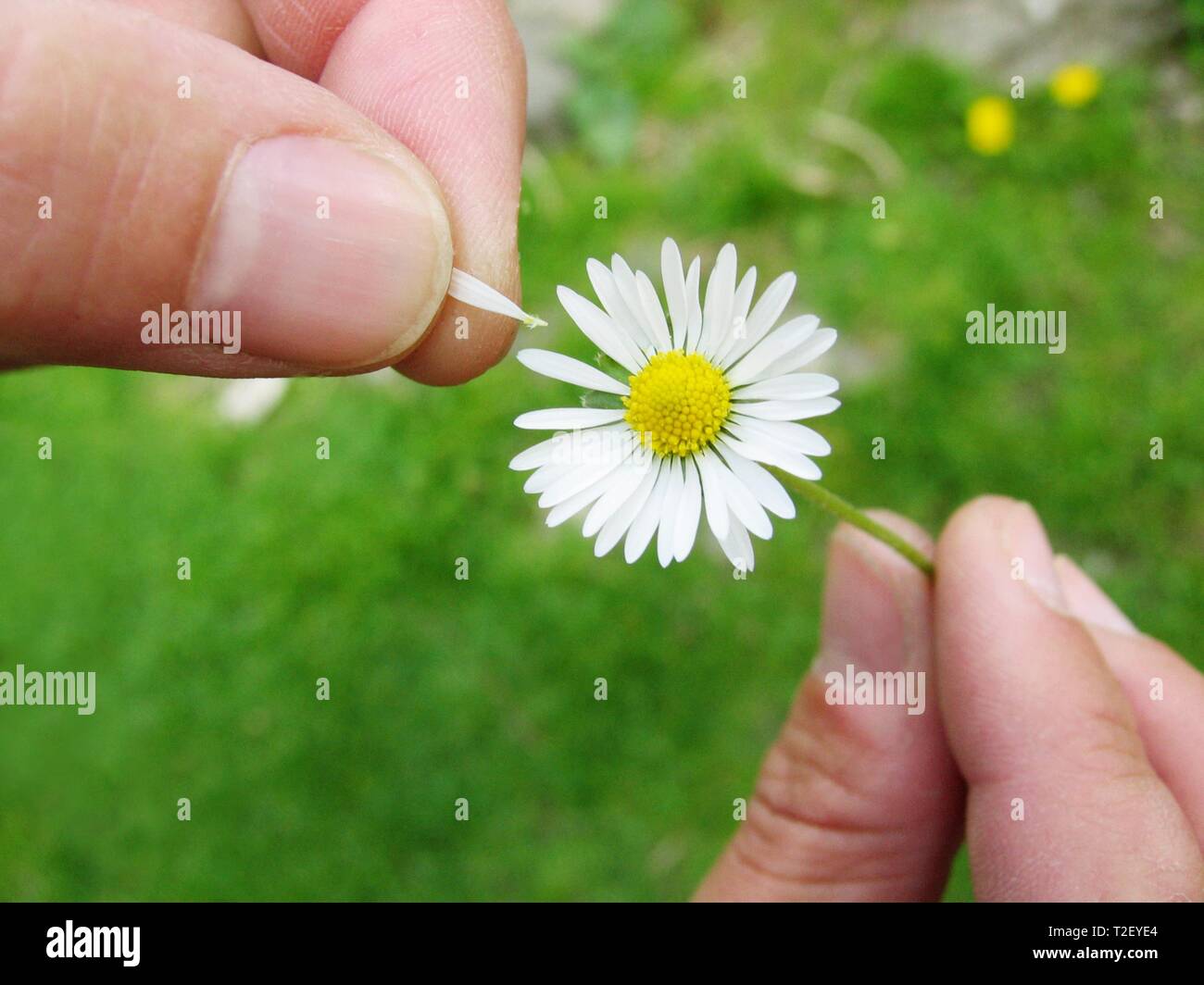 gemeinsame-ganseblumchen-bellis-perennis-mit-handen-blutenblatt-ist-gezupft-symbol-bild-zahlen-liebe-deutschland-t2eye4.jpg