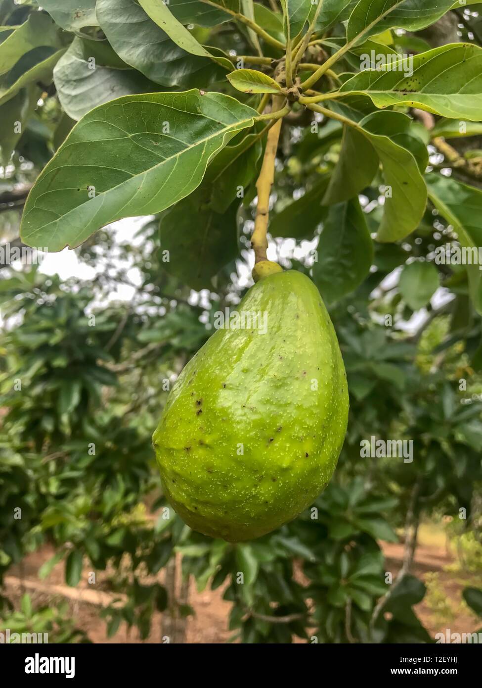 Avocado (Persea americana) hängt am Baum, Sansibar, Tansania Stockfoto