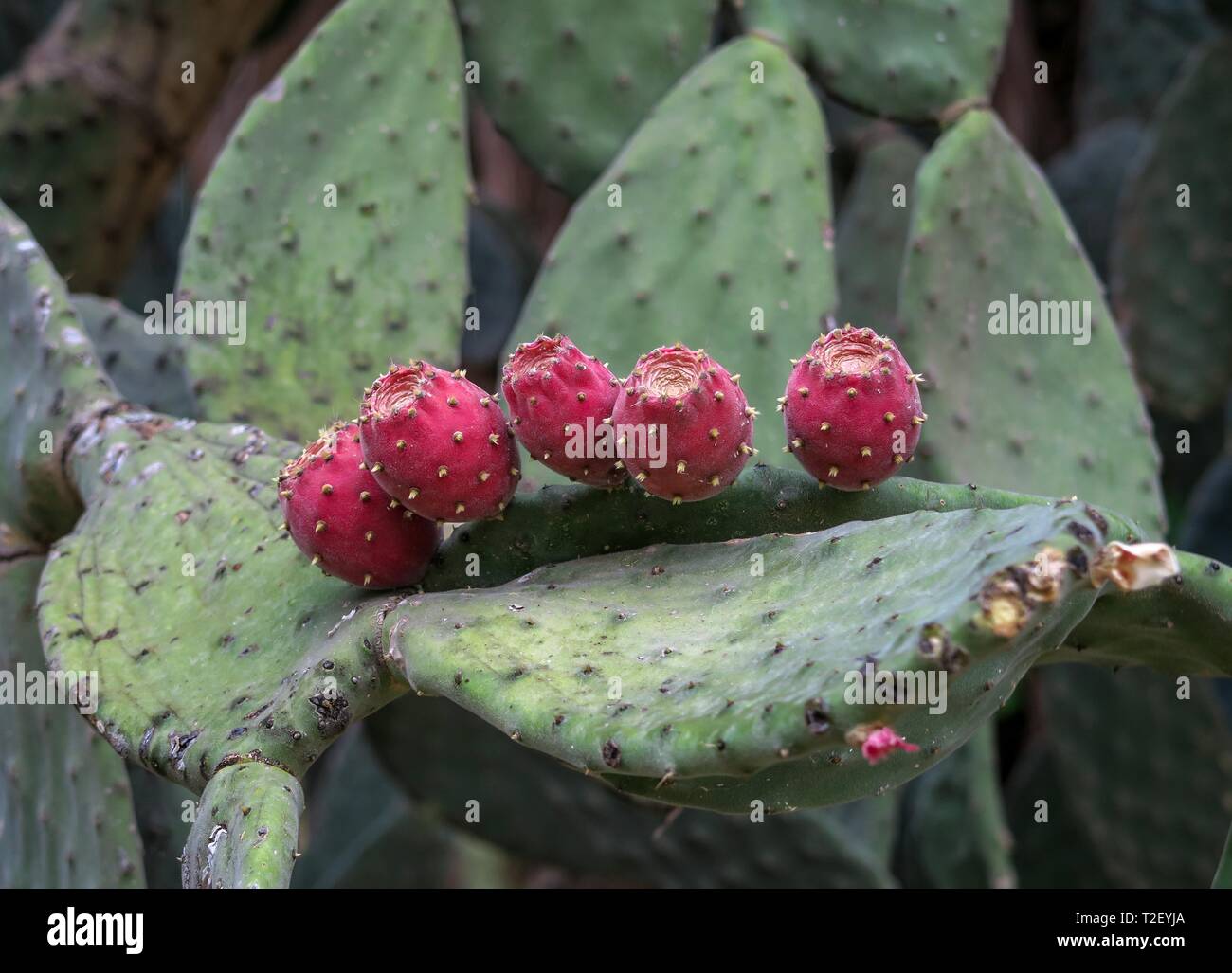 Feigenkaktus (Opuntia ficus-indica), mit roten Früchten, Italien Stockfoto