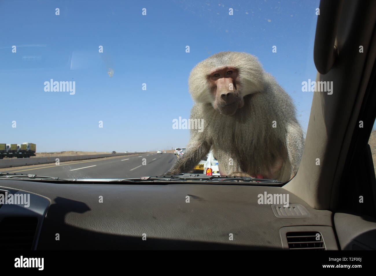 Riesiger hungriger Affe, der auf dem Auto auf der Suche nach Nahrung in Taif, Saudi-Arabien, klettert Stockfoto