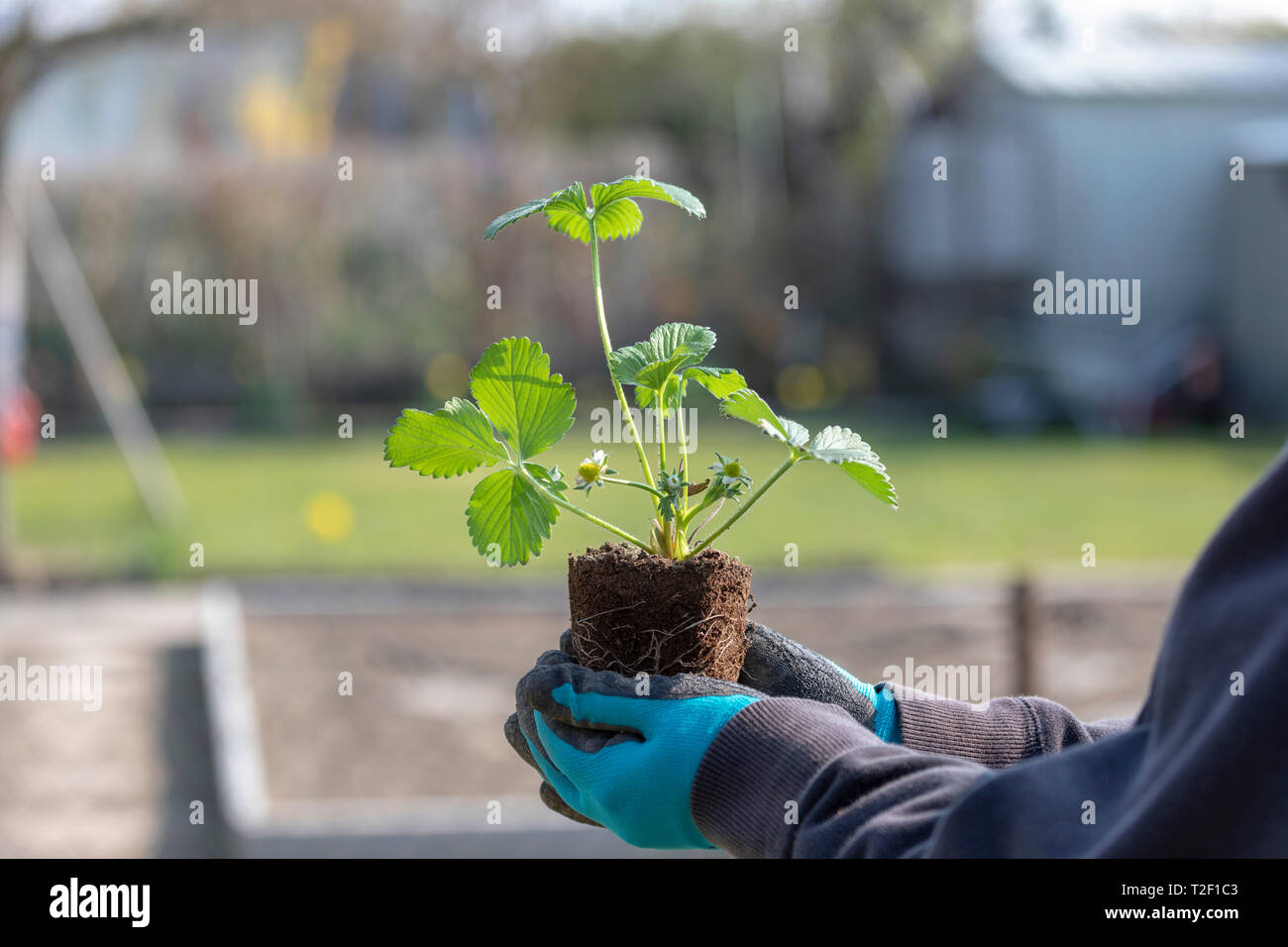 Nahaufnahme von Frau Hände einpflanzen yang Blüte Erdbeere Sämling im Garten. Stockfoto