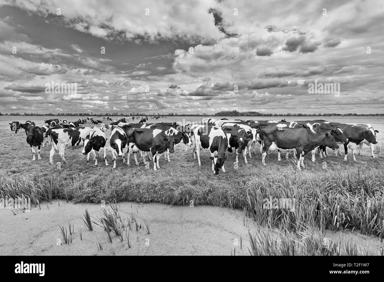 Kuhherde auf einer großen Wiese mit einem Teich, den Niederlanden. Stockfoto