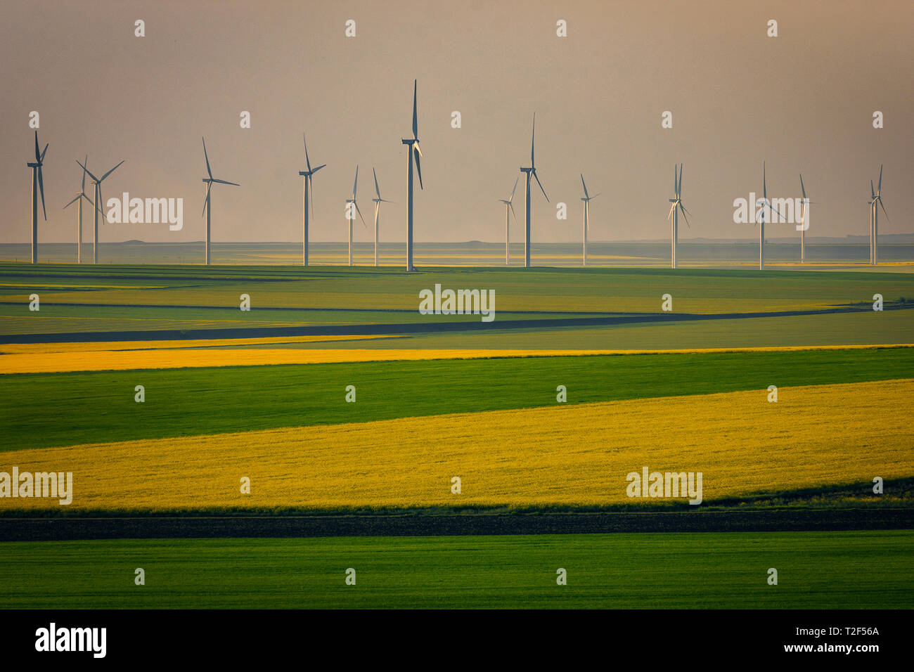 Äolische Windenergieanlagen verwendeten ökologischen grünen Strom Schuß in einem mit farbigen Weizen und canolas im Frühjahr in Rumänien zu produzieren Stockfoto