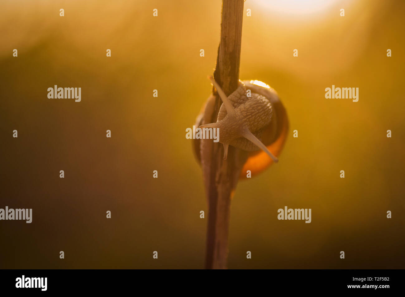 Nahaufnahme Makroaufnahme mit einer Schnecke auf einem kleinen Zweig in der warmen goldenen lichter Morgen bei Sonnenaufgang und einen unscharfen Hintergrund bookeh Stockfoto