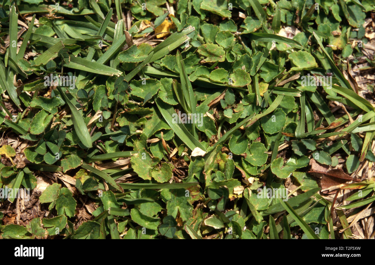 NIERENKRAUT (DICHOMDRA REPENS) UND TEPPICHGRAS (AXONOPUS COMPRESSUS) IM RASEN. AUSTRALIEN. Stockfoto