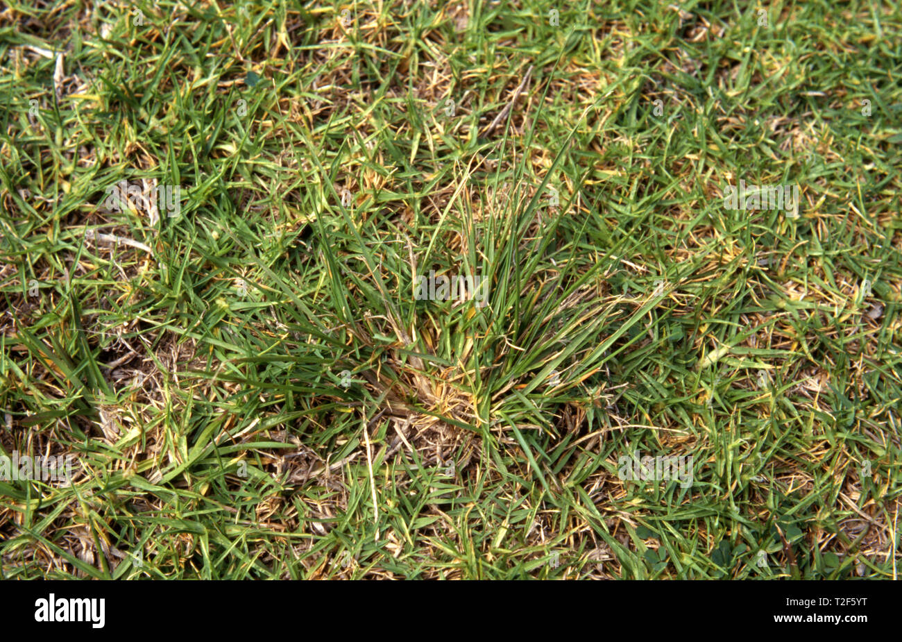 NAHE AUFNAHME VON PARRAMATTA-GRAS (SPOROBOLUS AFRICANUS) EINEM BÜSCHIG WACHSENDEN INVASIVEN GRASUNKRAUT, DAS IN EINEM RASEN WÄCHST, COFFS HARBOUR, NEW SOUTH WALES, AUSTRALIEN. Stockfoto