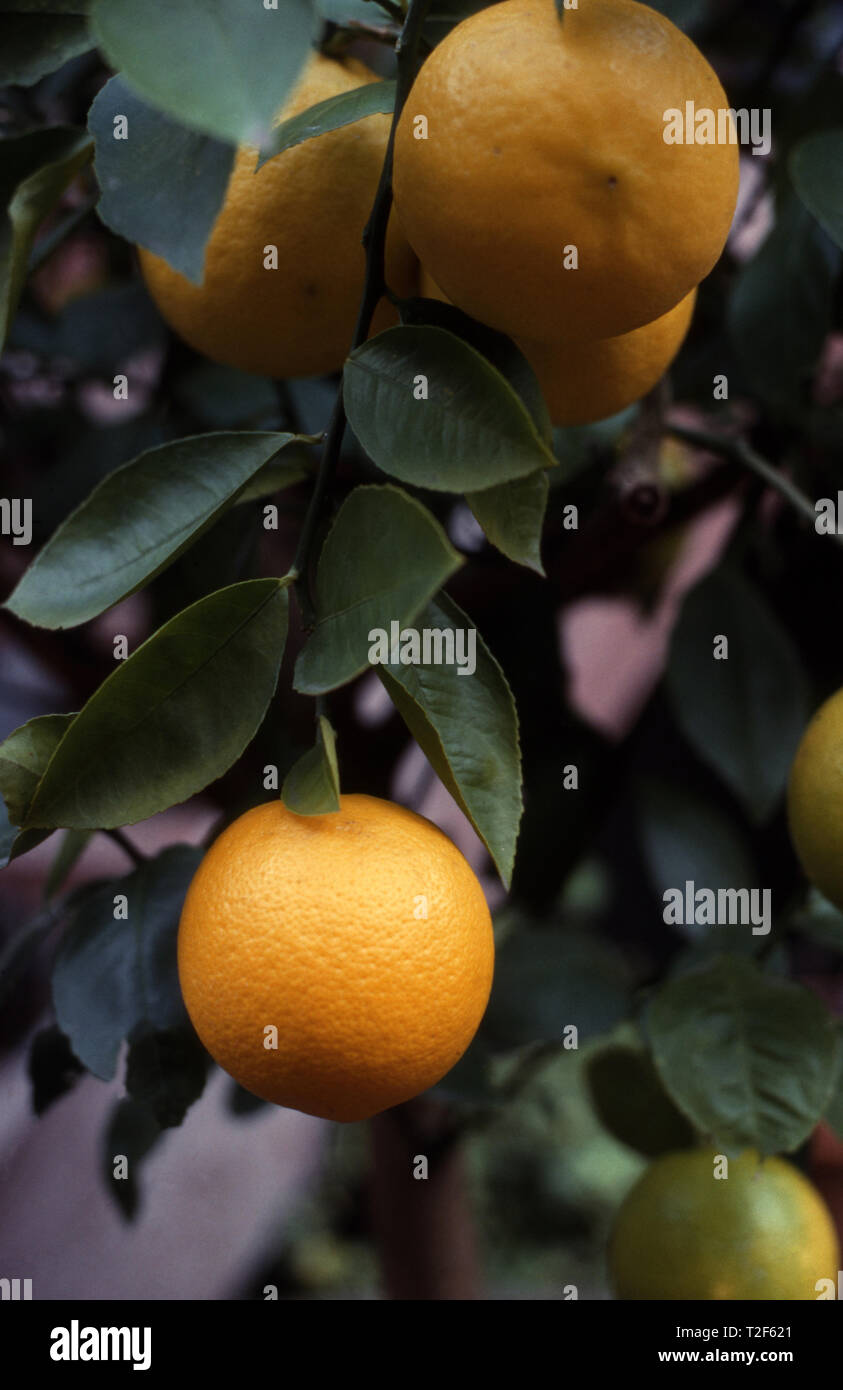 MEYER ZITRONEN WACHSEN (ein Kreuz zwischen UND ORANGE UND EINER zitrone baum) CITRUS LIMON. Stockfoto