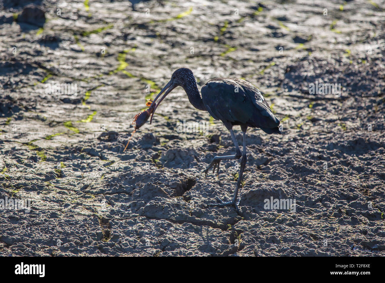 Glossy ibis (plegadis falcinellus) in einem Reisfeld im Albufera Valencia Naturpark essen eine Krabbe, Valencia, Spanien. Stockfoto