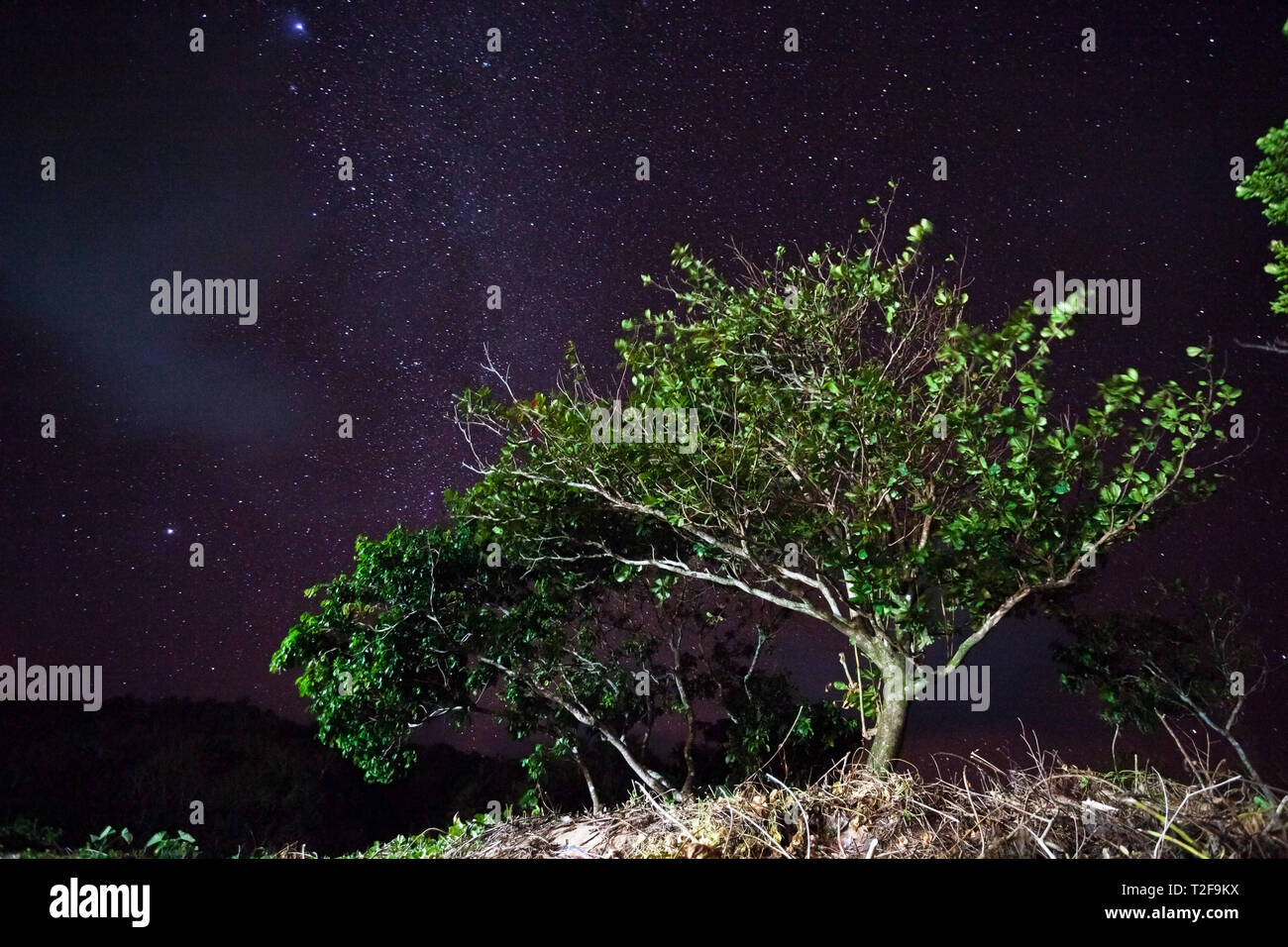 Bäume gegen den Nachthimmel in den Philippinen. Natur Hintergrund Stockfoto