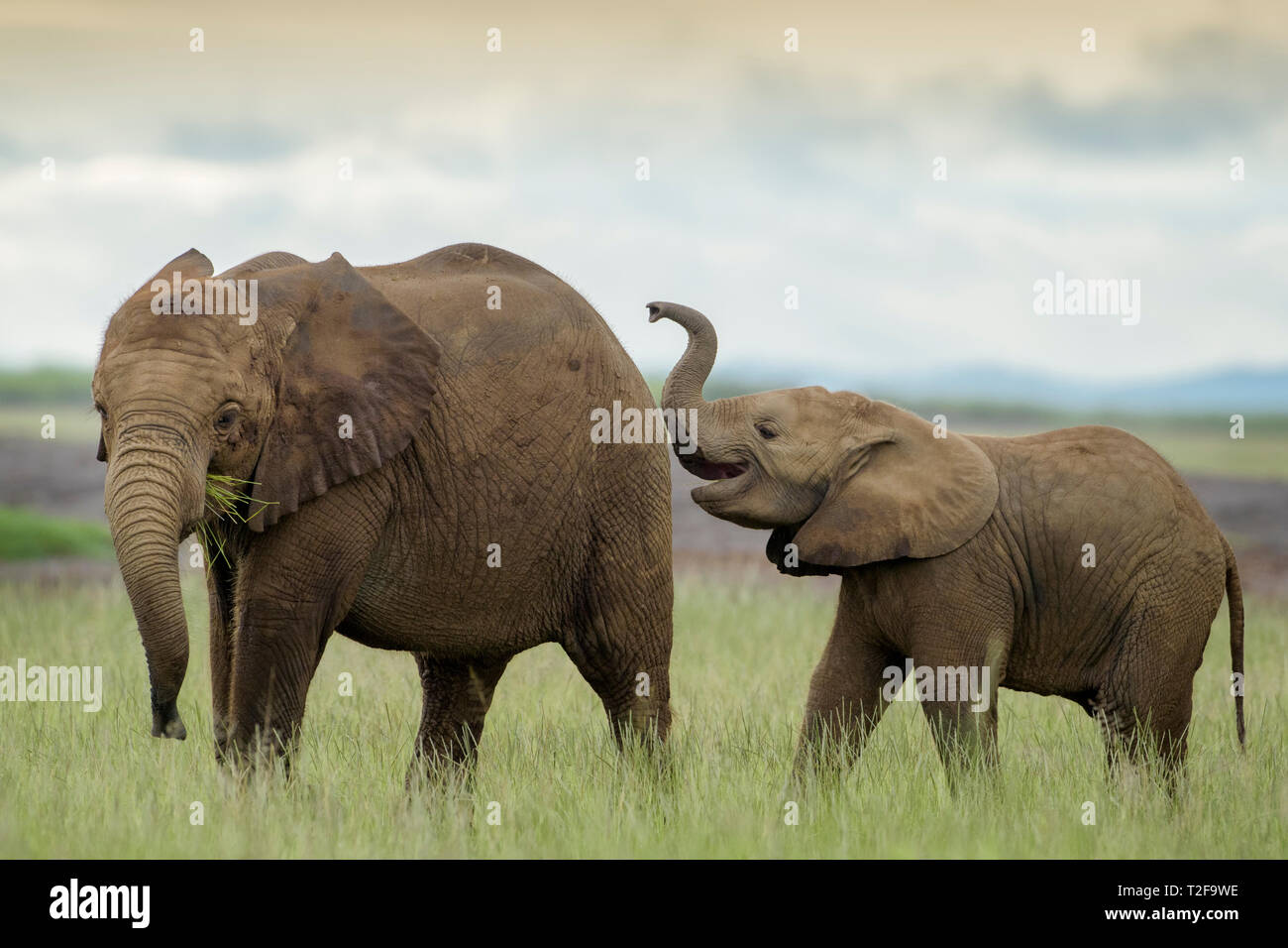Zwei afrikanischen Elefanten (Loxodonta africana) Baby, spielen auf Savanne, Amboseli National Park, Kenia. Stockfoto