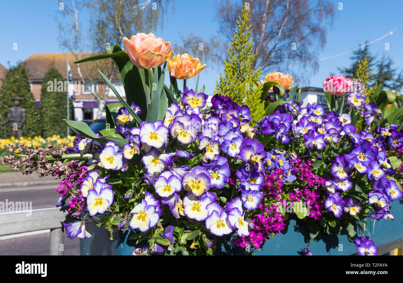 Bratschen in einem Frühling Blumen Anzeige Anordnung in einem Blumenkasten der High Street in Rustington, West Sussex, UK zu verzieren. Kleine Stadt Blütenpracht. Stockfoto
