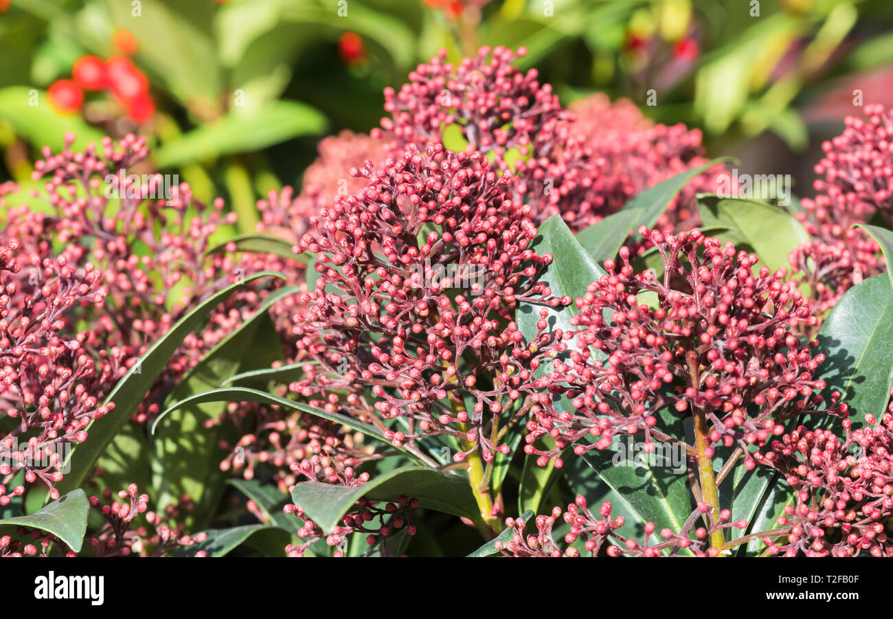 Skimmia japonica 'Rubella' Strauch (Japanisch skimmia) im Winter in Großbritannien wächst. Stockfoto