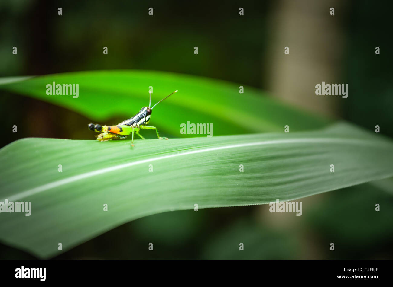 Grasshopper in lebendigen Farben bereit, auf seine Beute auf einem grünen Blatt in seinem natürlichen Lebensraum zu stürzen. Stockfoto