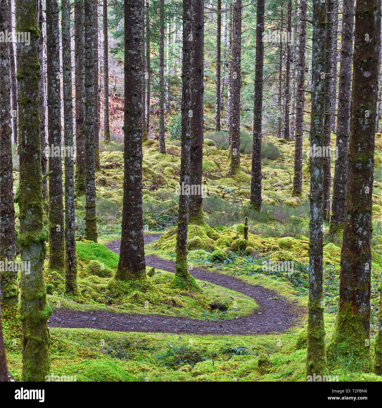 Wald in der Nähe Invergarry, Lochaber, Highland, Schottland. Einen gewundenen Pfad durch Moos und Baumstämmen. Stockfoto