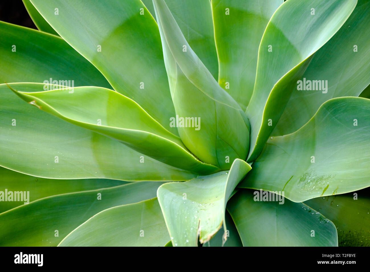 aloe vera schuppen Aloe Vera Seife, empfohlen bei Ekzemen, Neurodermitis und Herpes|PAOS   paos-naturkosmetik