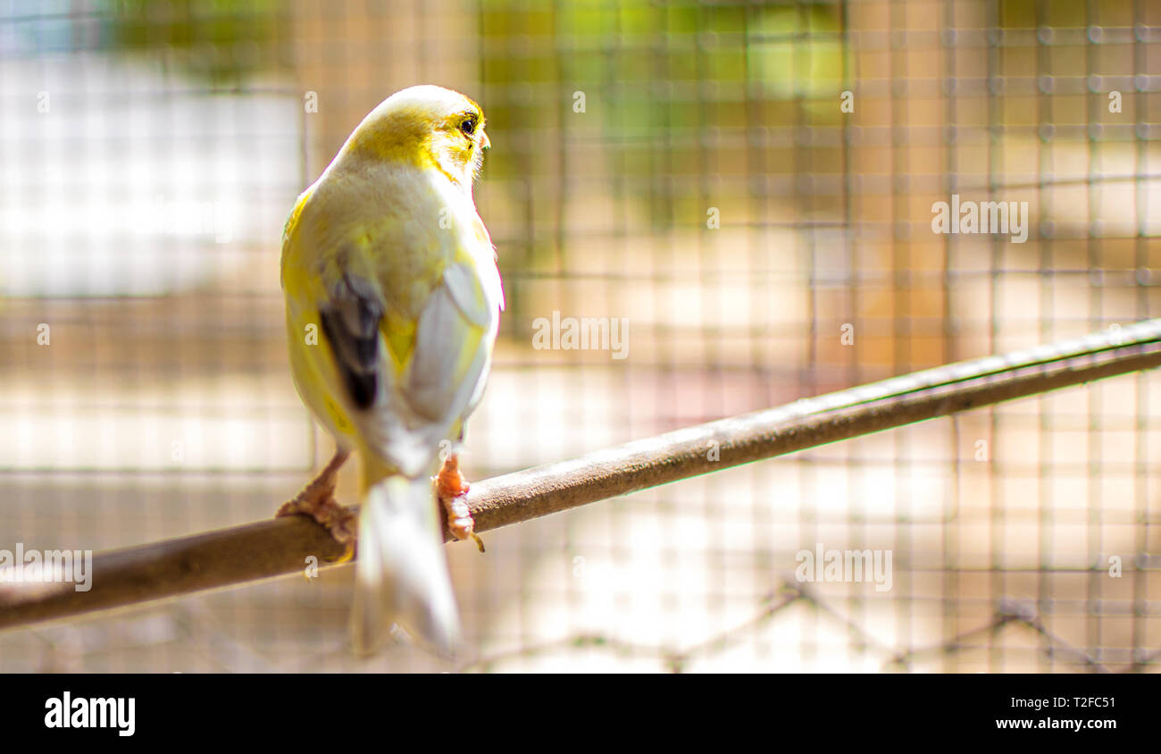 Der Atlantik kanarische Vogel (Serinus canaria), Kanaren, Kanarische Insel, Vögel Haustier auf einem Holzstab gegen Zitronenbäumen in einem Käfig in Spanien thront, Stockfoto