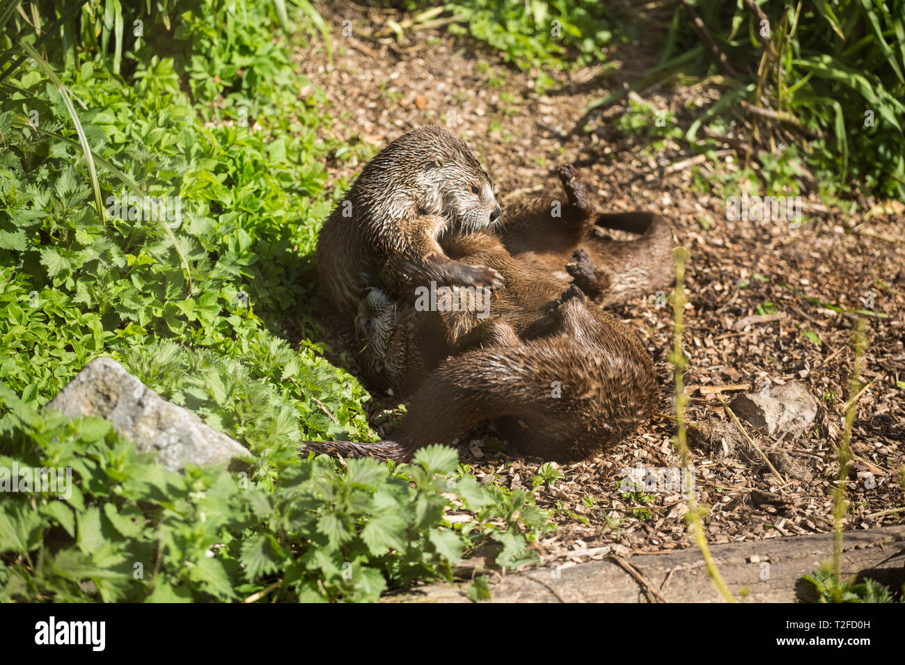 North American River Otter in Slimbridge Feuchtgebiet Spielen im Sonnenschein draußen Stockfoto