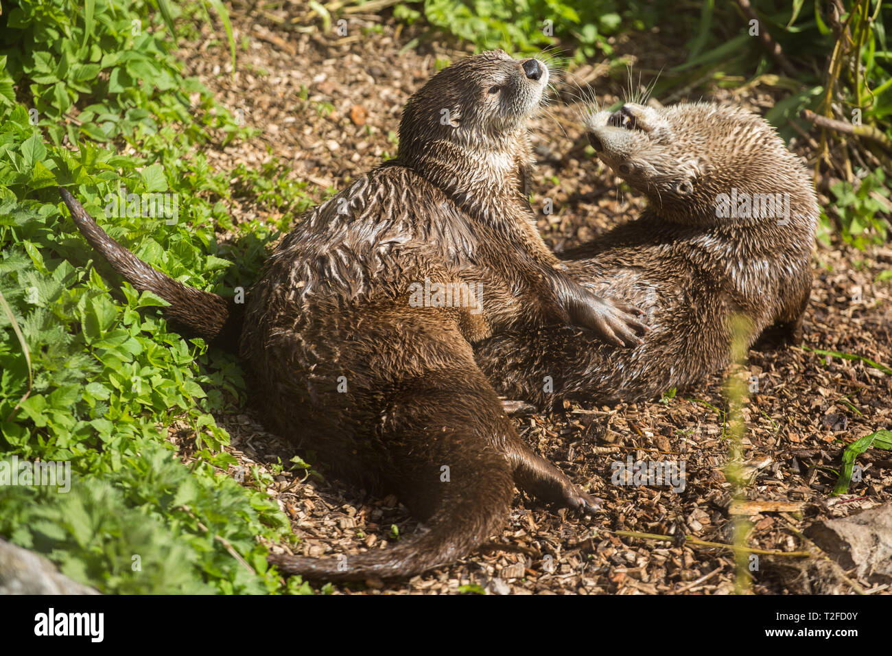 North American River Otter in Slimbridge Feuchtgebiet Spielen im Sonnenschein draußen Stockfoto