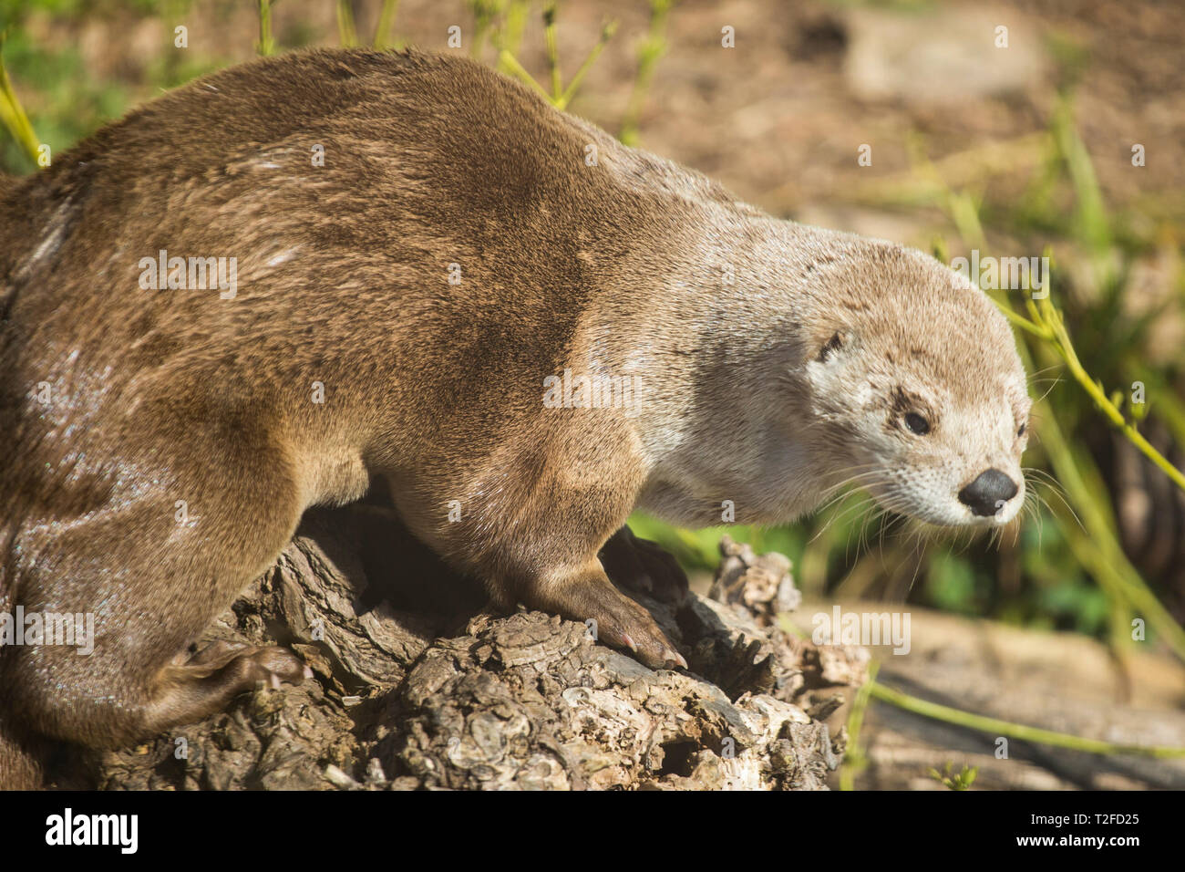 North American River Otter in Slimbridge Feuchtgebiet Spielen im Sonnenschein draußen Stockfoto