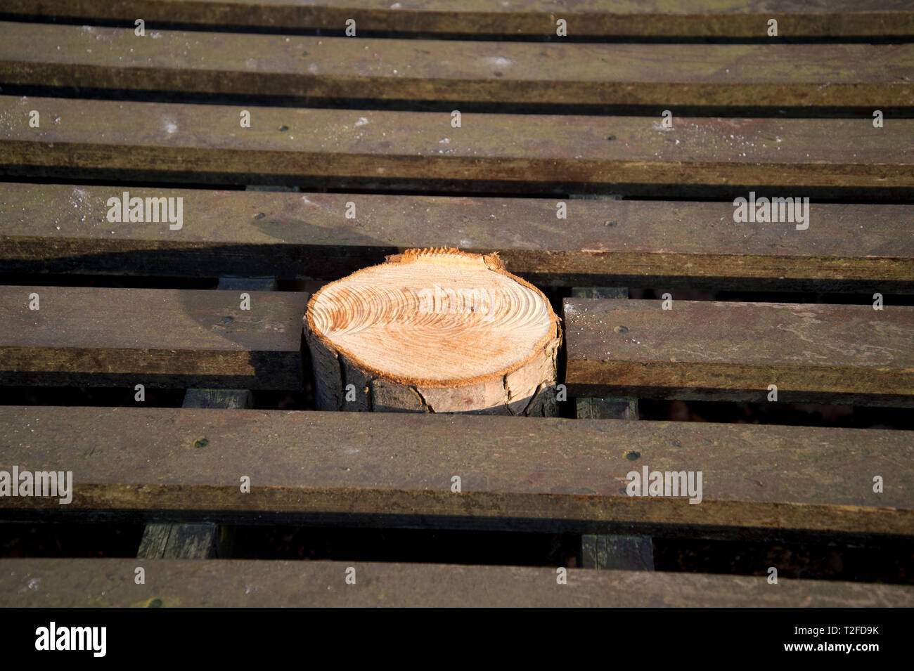 Birmingham. Schnitt unten Baum in der Mitte des Fahrersitzes. Stockfoto