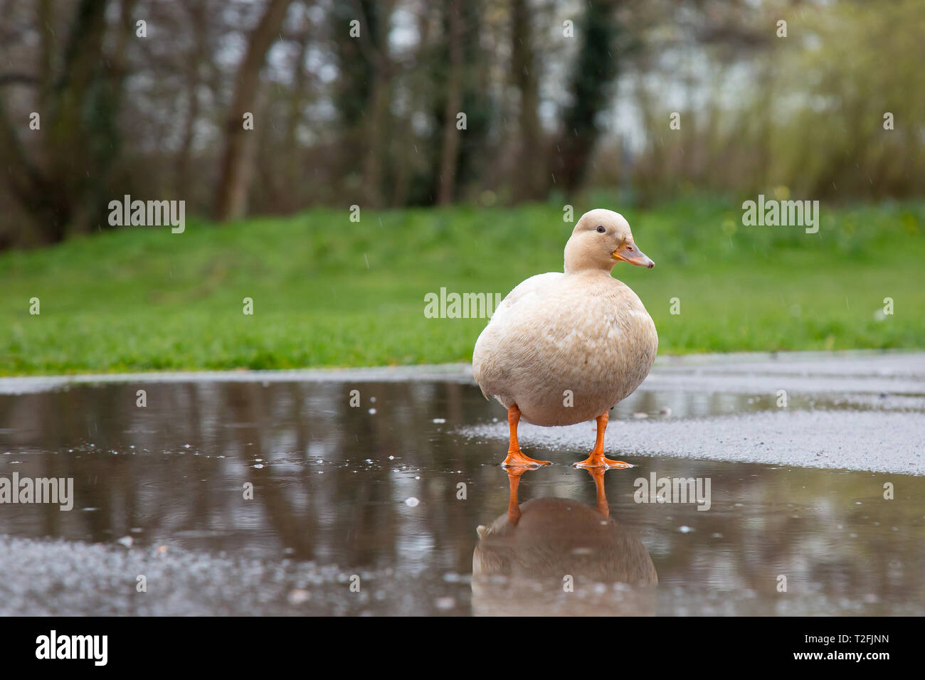 Kidderminster, Großbritannien, 2. April 2019. Wetter in Großbritannien: Mit den heutigen Regenschauer ist es sicherlich ein schönes Wetter für die Enten. Eine ziemlich fette, wilde britische Ente ist hier in der Nähe zu sehen (niedriger Winkel, Vorderansicht) und steht im Freien im Regen, der isoliert in einer großen Pfütze paddelt. Credit: Lee Hudson/Alamy Live News Stockfoto