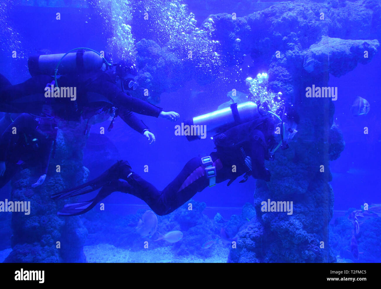 (190402) - Qingdao, April 2, 2019 (Xinhua) - Zheng Senyou (R) Tauchgänge, begleitet von seinem Trainer in Qingdao, Provinz Shandong, China am 1. April 2019. Zheng Senyou, ein 16-jähriger Jugendlicher, war Autismus im Alter von vier Jahren bestimmt. Wie ein autistisches Kind, leidet er an Geselligkeit und Sprachstörungen. Als allgemeine medizinische Behandlung half wenig, Zheng und seine Familie sind auf der Suche nach Optionen und kennen DFH (Tauchen für die Menschheit), eine gemeinnützige Organisation und das Tauchen Behandlung. Nach einem Zeitraum von neun Monaten Behandlung, seine Außerbetriebnahme wurde gemildert. Einen Tag vor der Wor Stockfoto