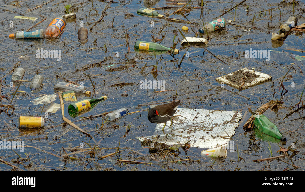 Glasgow, Schottland, Großbritannien. 2 Apr, 2019. Kunststoff Verschmutzung der Forth-and-Clyde-Kanal sieht ein Moor Henne auf einem Polystyrol floss unter den Buckfast Flaschen. Credit: Gerard Fähre / alamy Leben Nachrichten Stockfoto