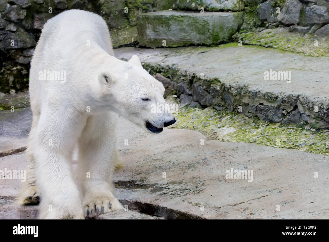 Bild eines grossen wilden Eisbären im Zoo Stockfoto