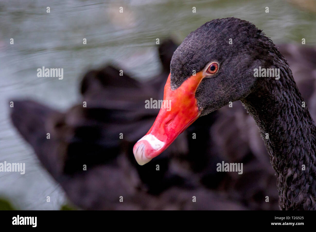 Bild große schöne Wasser vogel Black Swan portrait Stockfoto