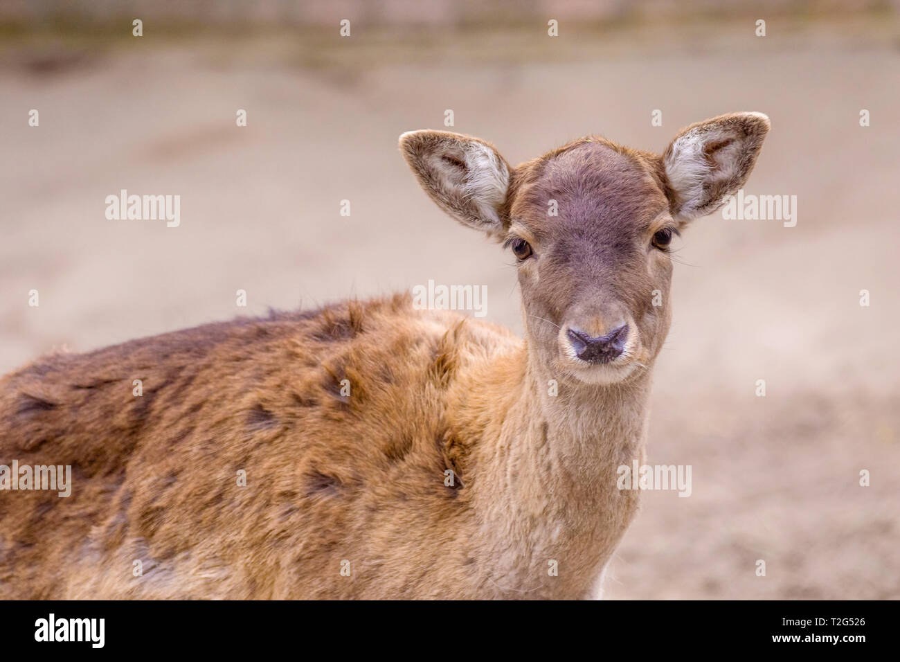 Bild zaghaft artiodactic Tier junge Rehe portrait Stockfoto