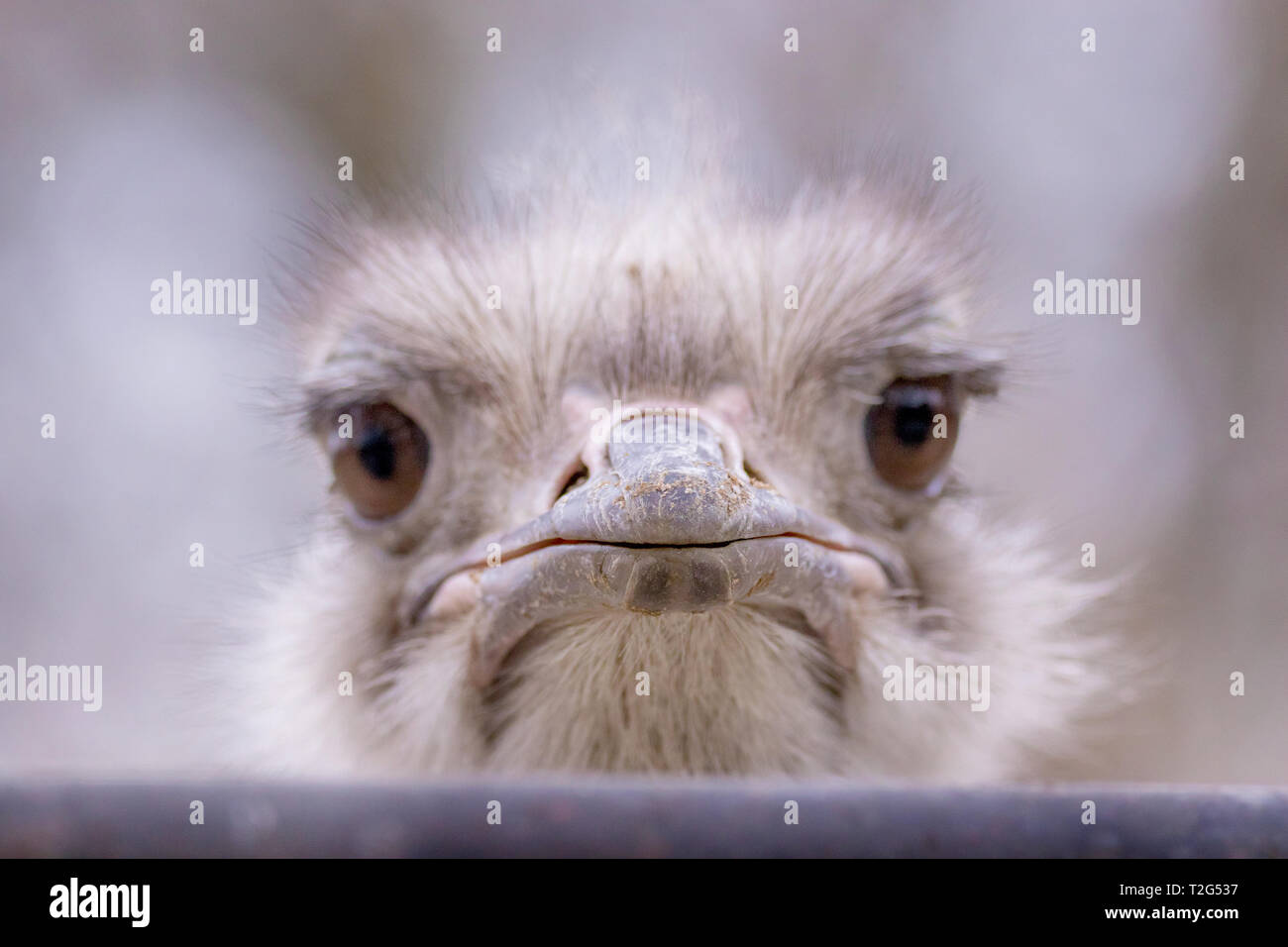 Bild Kopf großen schönen Vogel Strauß portrait Stockfoto