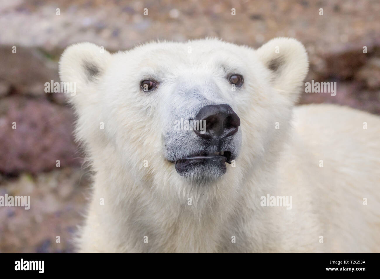Bild der Fang eines wilden Tieres Polar Bear Stockfoto