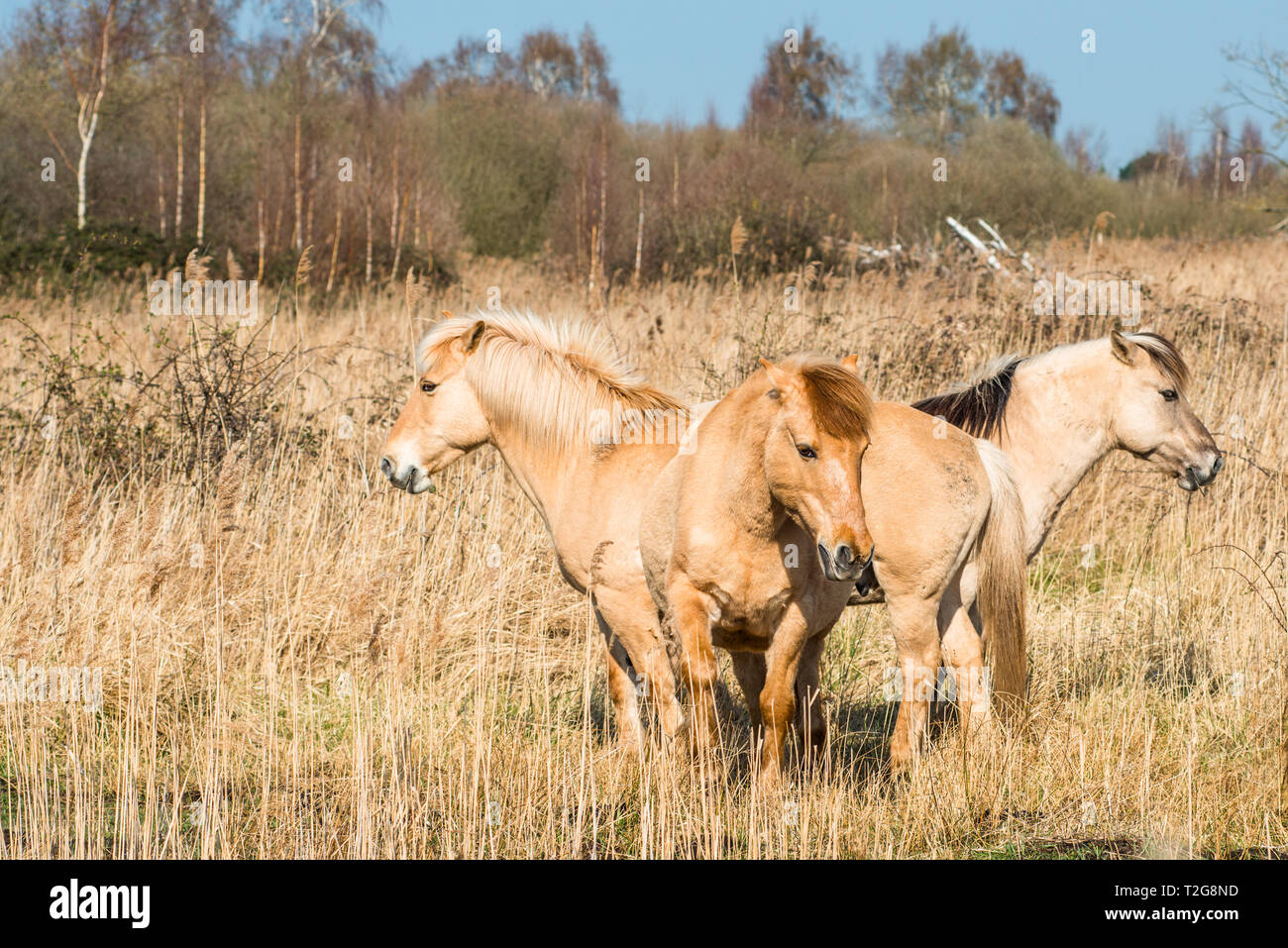 Wild Konik Ponys am Ufer des Burwell Lode Binnengewässern auf Wicken Fen Naturschutzgebiet, Cambridgeshire, England, Großbritannien Stockfoto