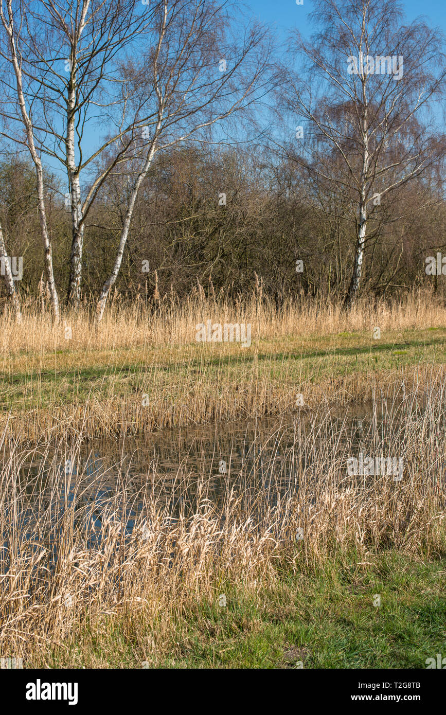 Neuer Wind Pumpe am Ufer des Burwell Lode Binnengewässern auf Wicken Fen Naturschutzgebiet, Cambridgeshire, England, Großbritannien Stockfoto
