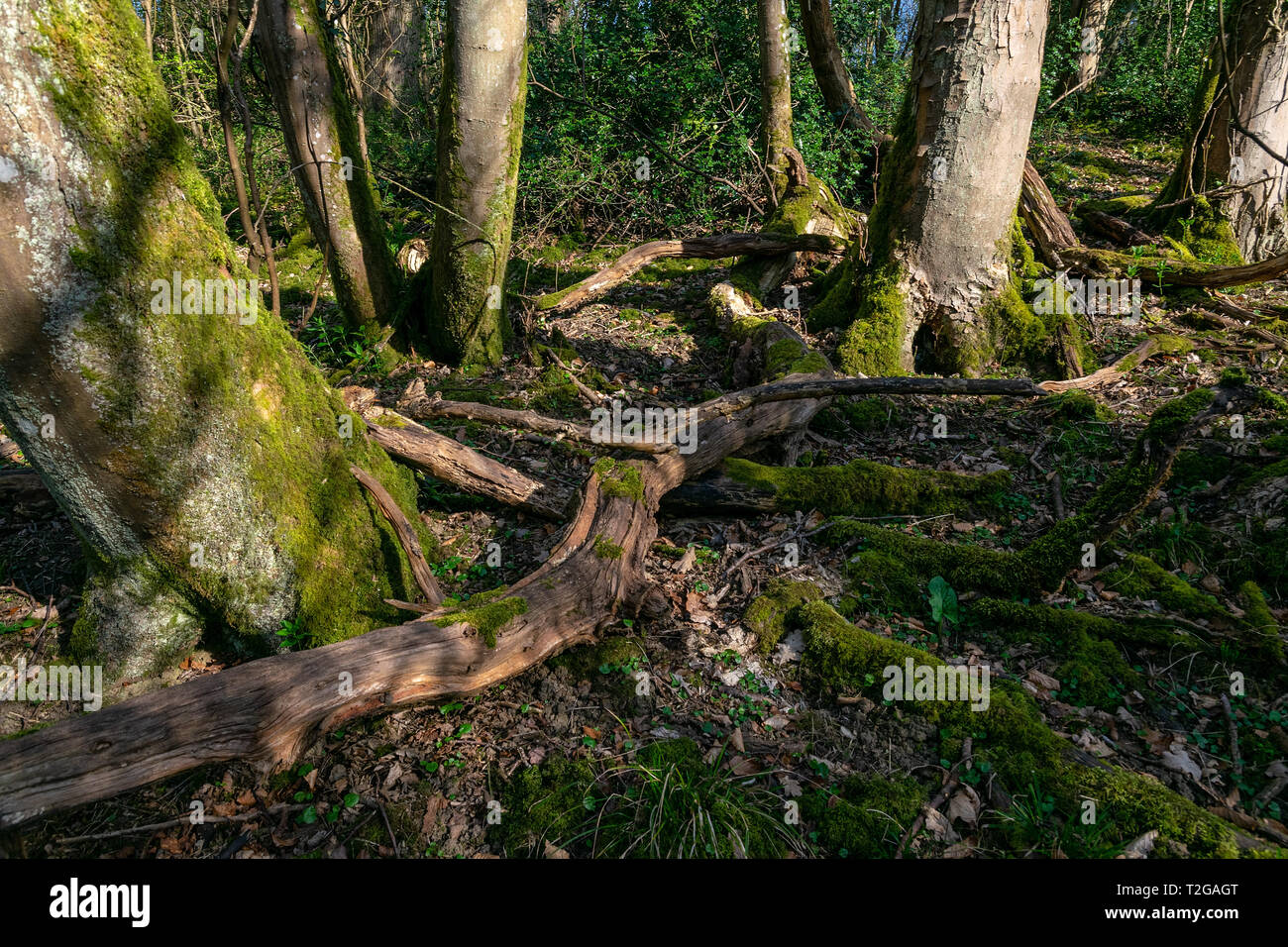 Ein Blick auf den Waldboden, die Gefallenen und toten Äste mit Moos wächst über Sie Stockfoto