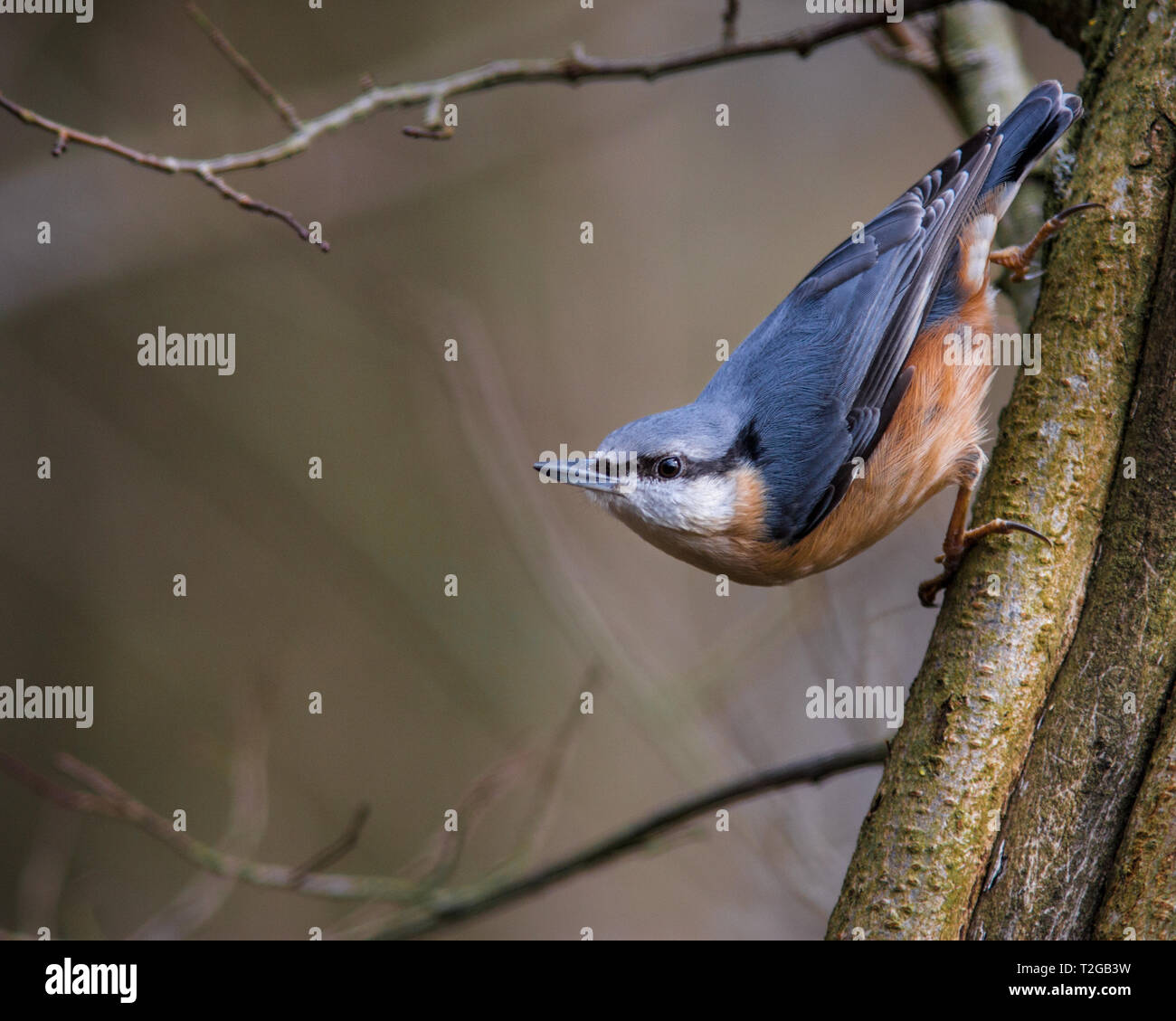 AUF EINEM BAUM THRONEND THRONEND Stockfoto