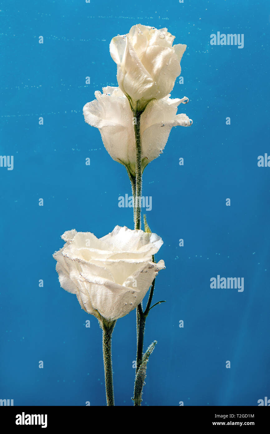 Weisse Rosen Im Inneren Im Wasser Auf Einem Blauen Hintergrund Blumen Unter Wasser Mit Blasen Und Tropfen Wasser Stockfotografie Alamy