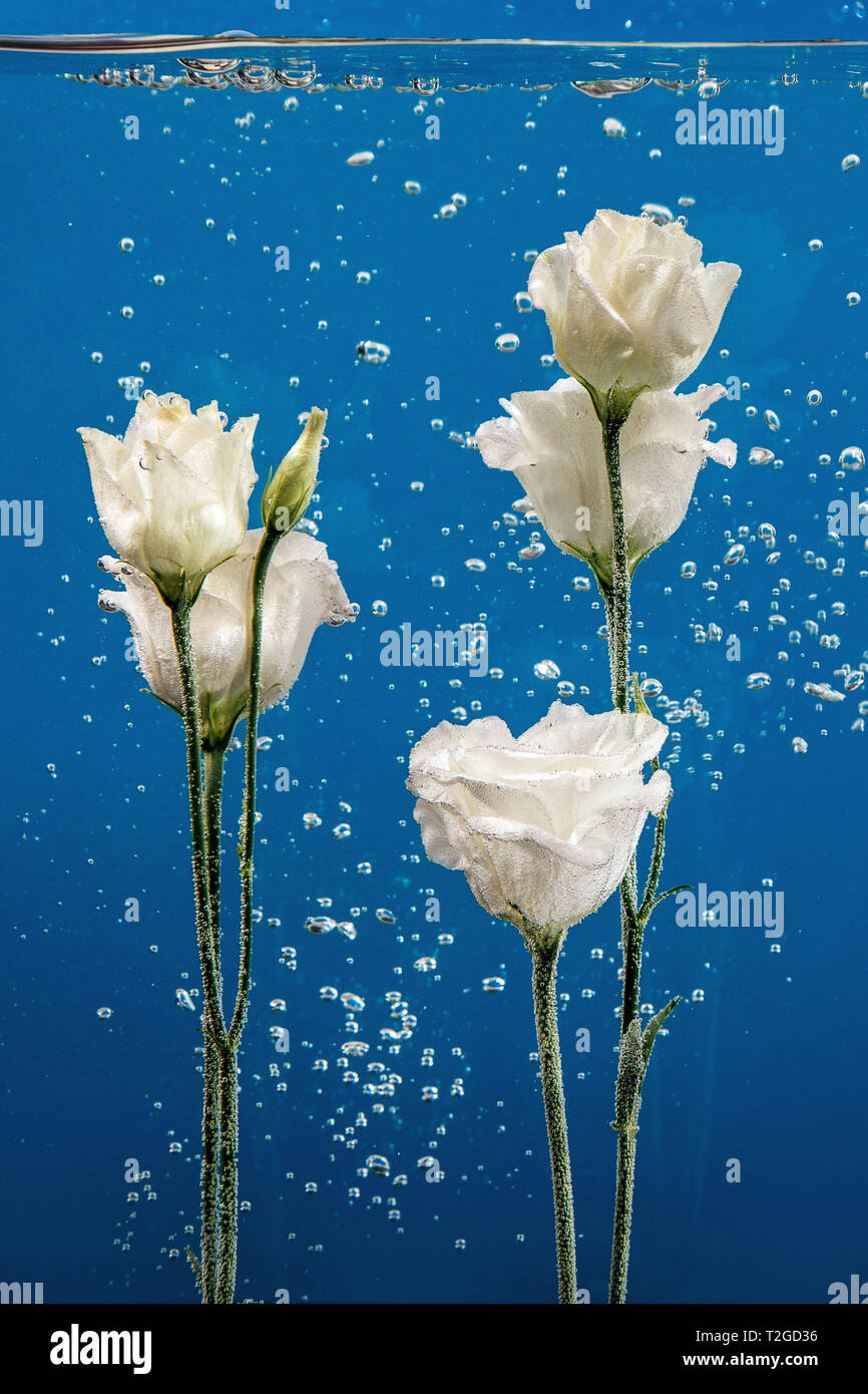 Weisse Rosen Im Inneren Im Wasser Auf Einem Blauen Hintergrund Blumen Unter Wasser Mit Blasen Und Tropfen Wasser Stockfotografie Alamy