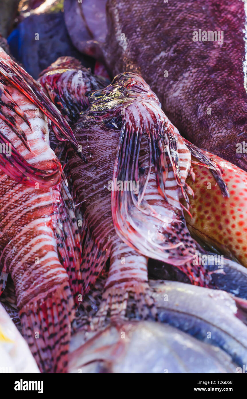 Bild von Löwe Fische auf dem Markt für den Verkauf zu essen, es ist eine giftige Fische Stockfoto