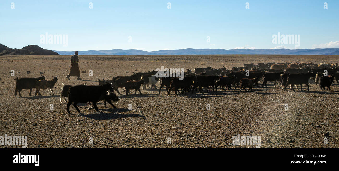 Bayan Ulgii, Mongolei, 2. Oktober 2015: mongolische Nomaden Mann das Treiben seiner Tiere Stockfoto