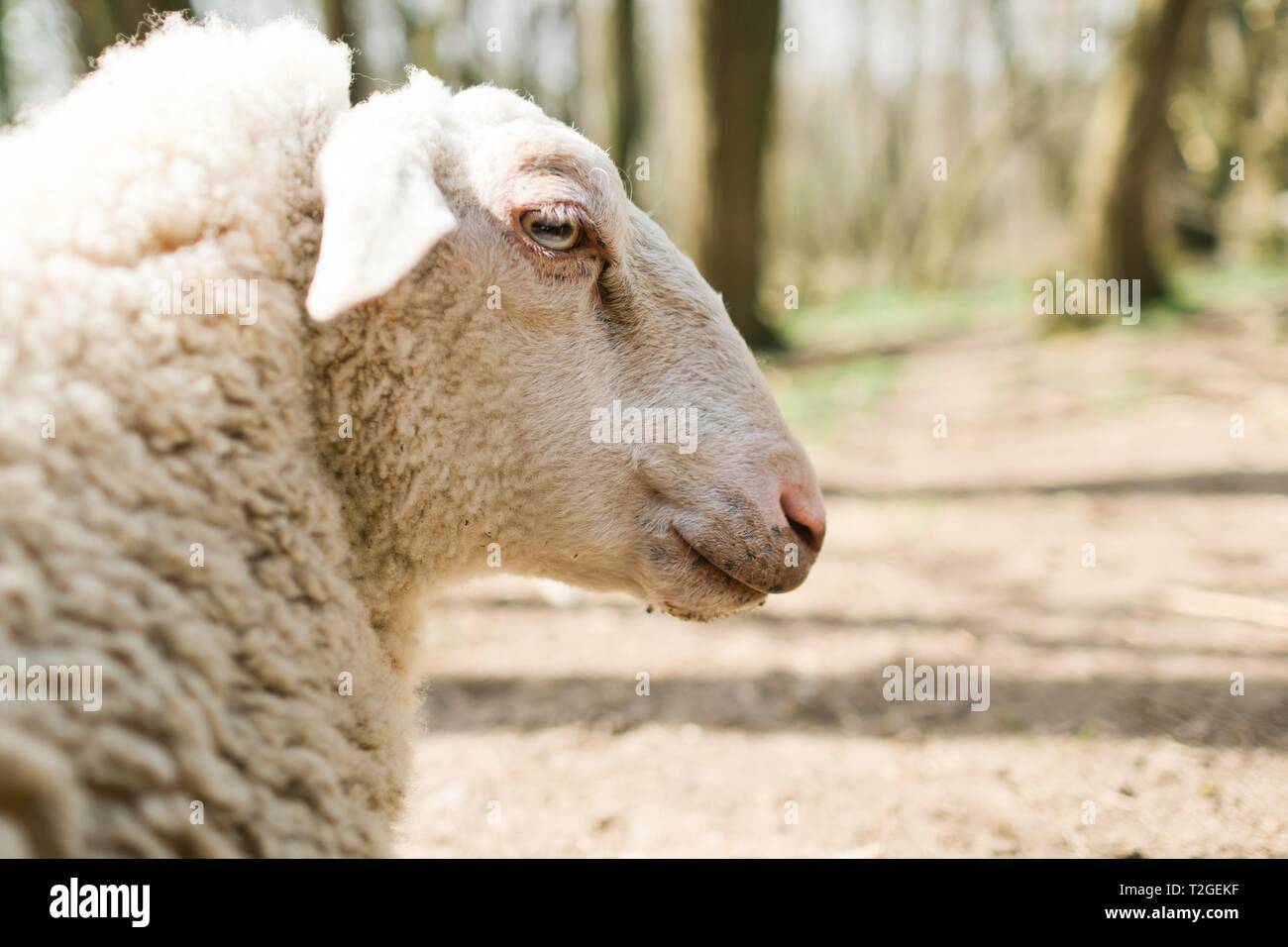 Detail schaf Gesicht von einer Seite auf Bio ökologische Farm. Stockfoto